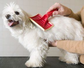 A red brush being used on a white dog