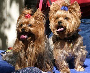 Two Yorkshire terriers with bows in their hair