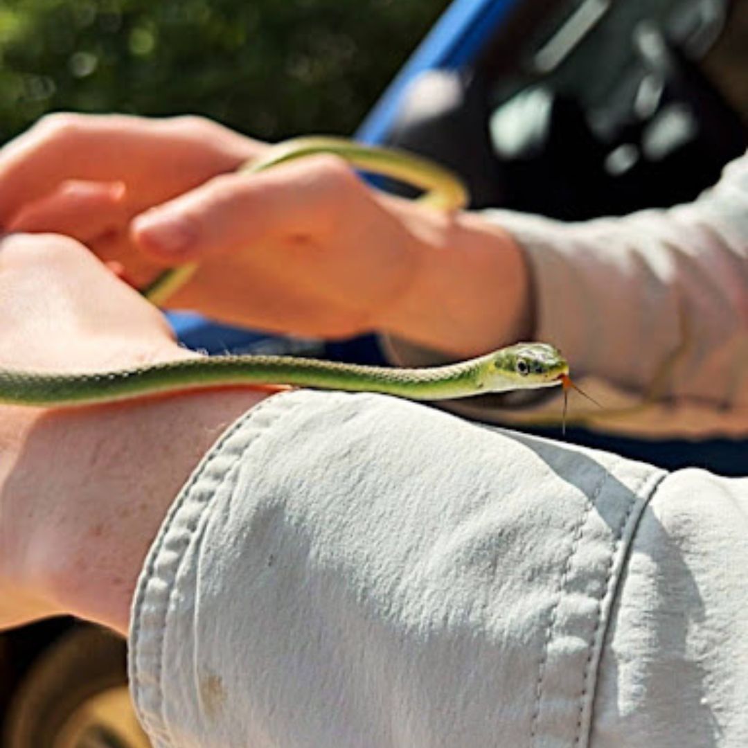 Person holding a rough green snake