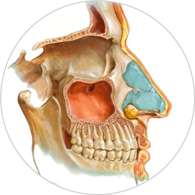 anatomia del seno maxilar