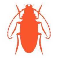 Asian Beetles — North Fort Myers, FL — My Pest Friend Asian Beetles — North Fort Myers, FL — My Pest Friend