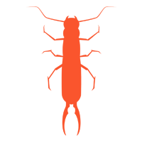 Earwigs — North Fort Myers, FL — My Pest Friend Earwigs — North Fort Myers, FL — My Pest Friend