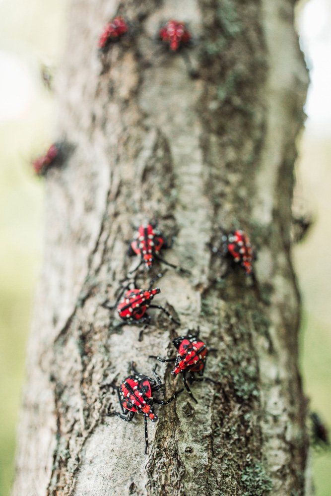 Lanternflies — North Fort Myers, FL — My Pest Friend