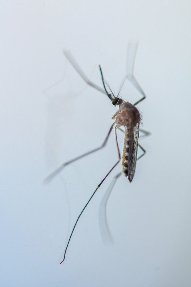 Closeup View of a Mosquito — North Fort Myers, FL — My Pest Friend