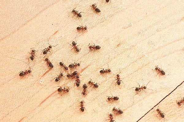 Ants on Wooden Floor — North Fort Myers, FL — My Pest Friend
