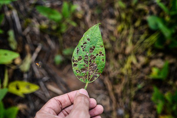 Damaged Soybean Leaf — North Fort Myers, FL — My Pest Friend Damaged Soybean Leaf — North Fort Myers, FL — My Pest Friend