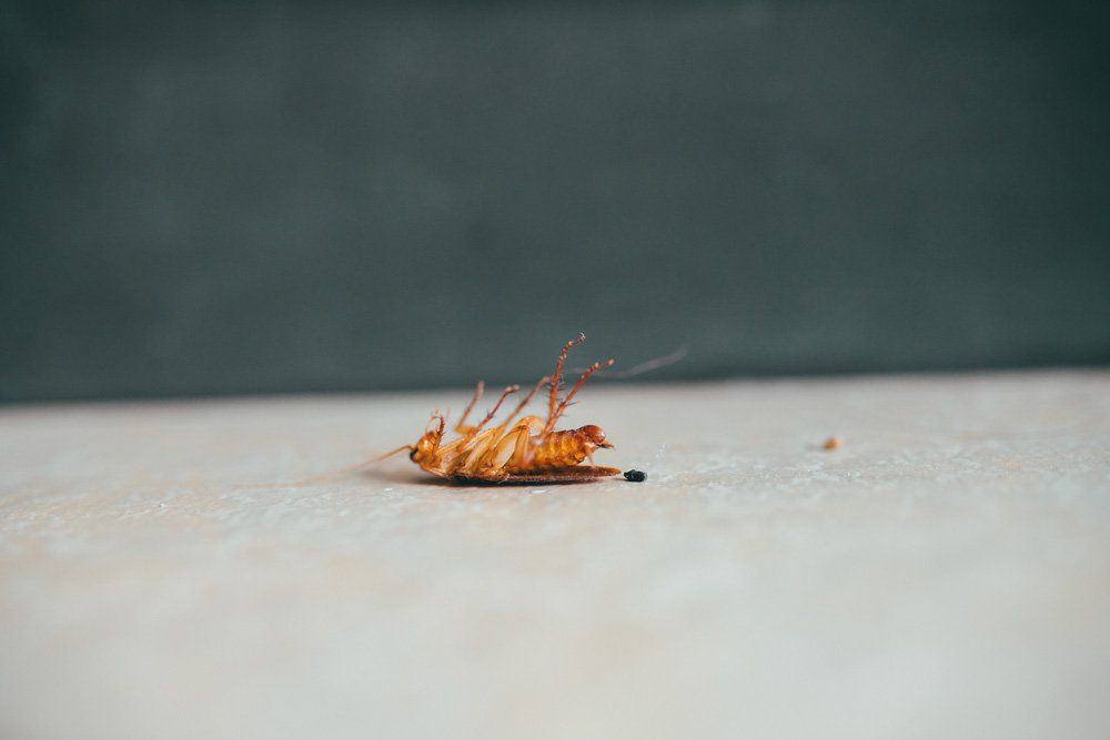 Cockroach Bug in House — North Fort Myers, FL — My Pest Friend