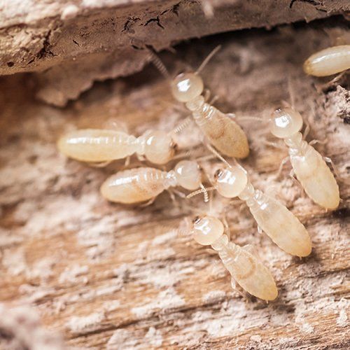 Close up Shot of White Ants — Wilmington, NC — Coastal Exterminating