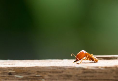 Termites Damage Home — Wilmington, NC — Coastal Exterminating