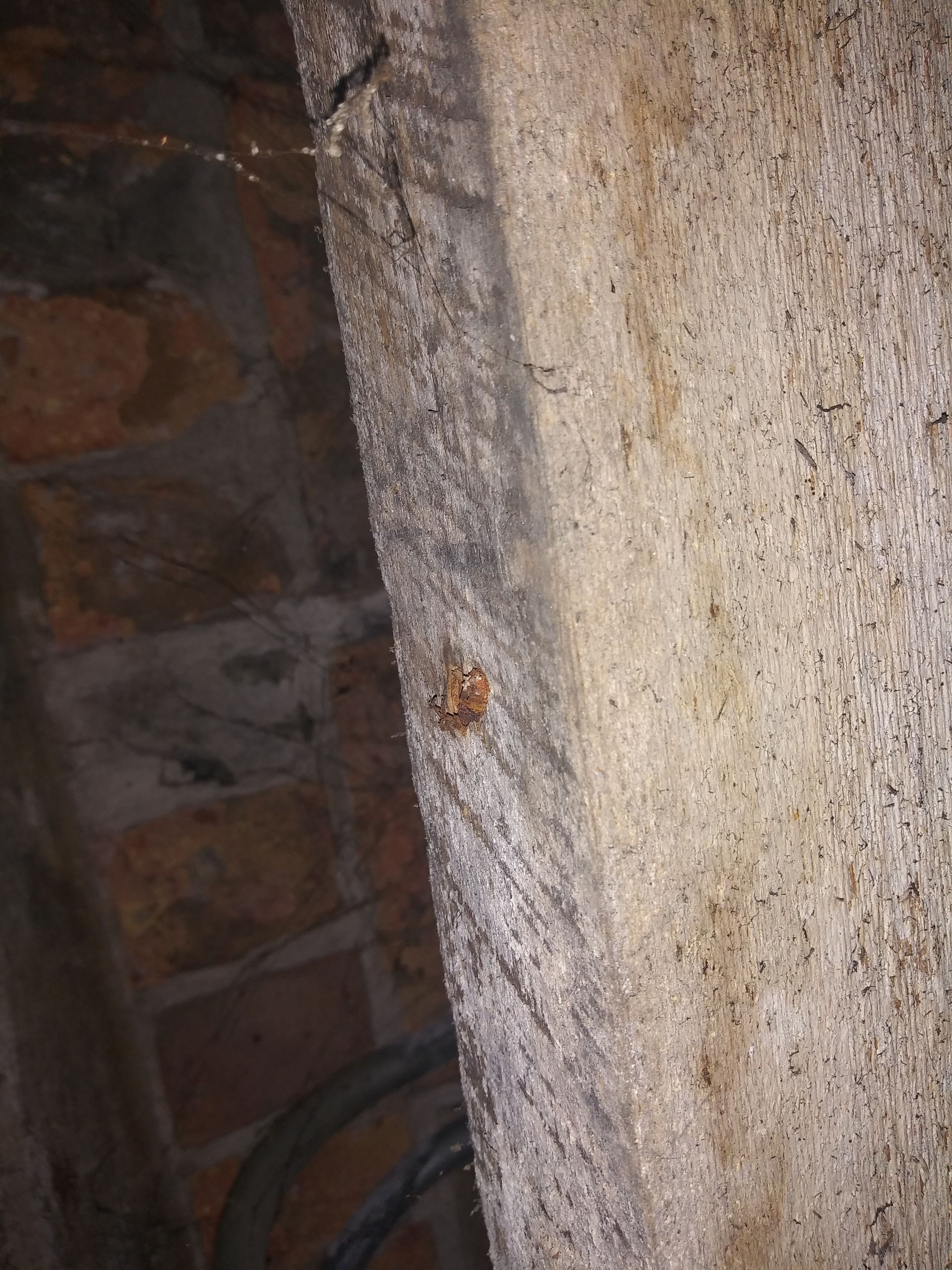 A close up of a brick wall with a spider on it.