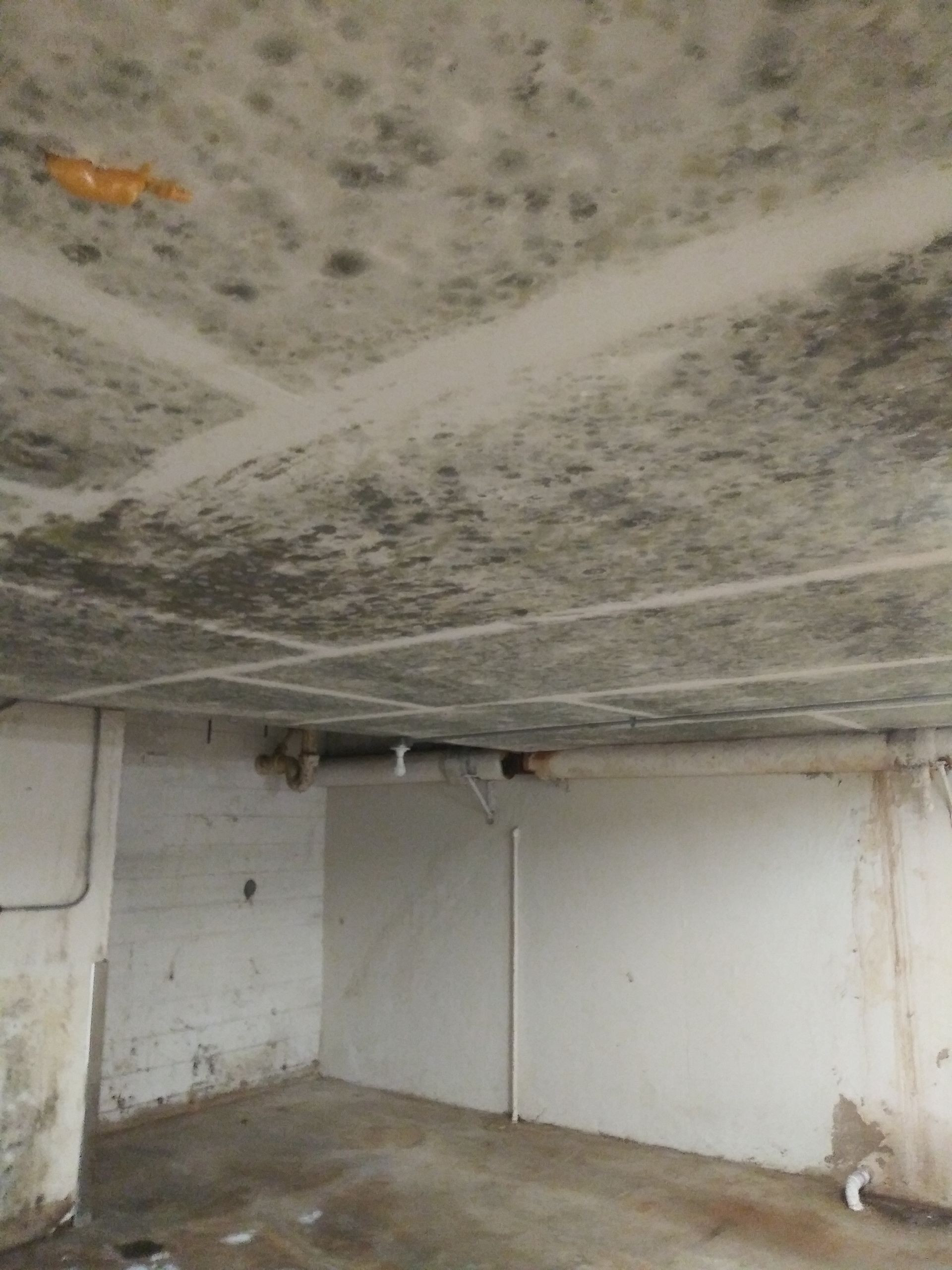 A room with a ceiling that is covered in mold.