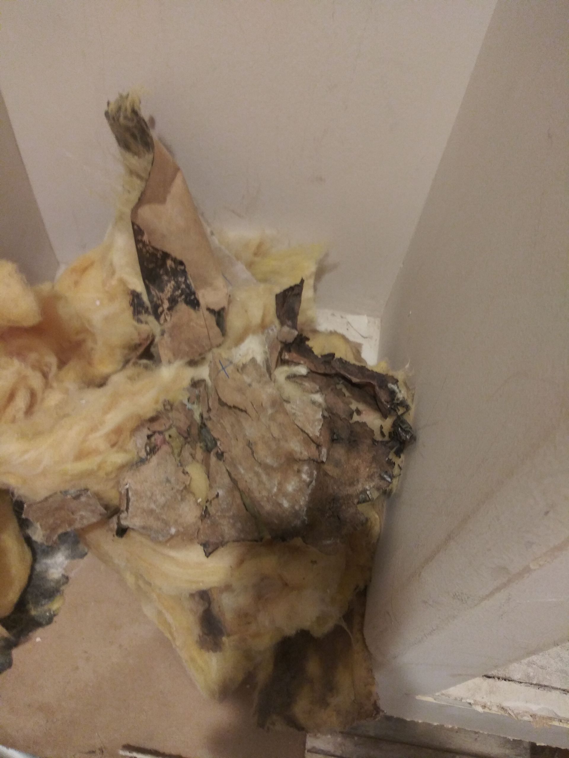 A close up of a piece of chicken sitting on a table.