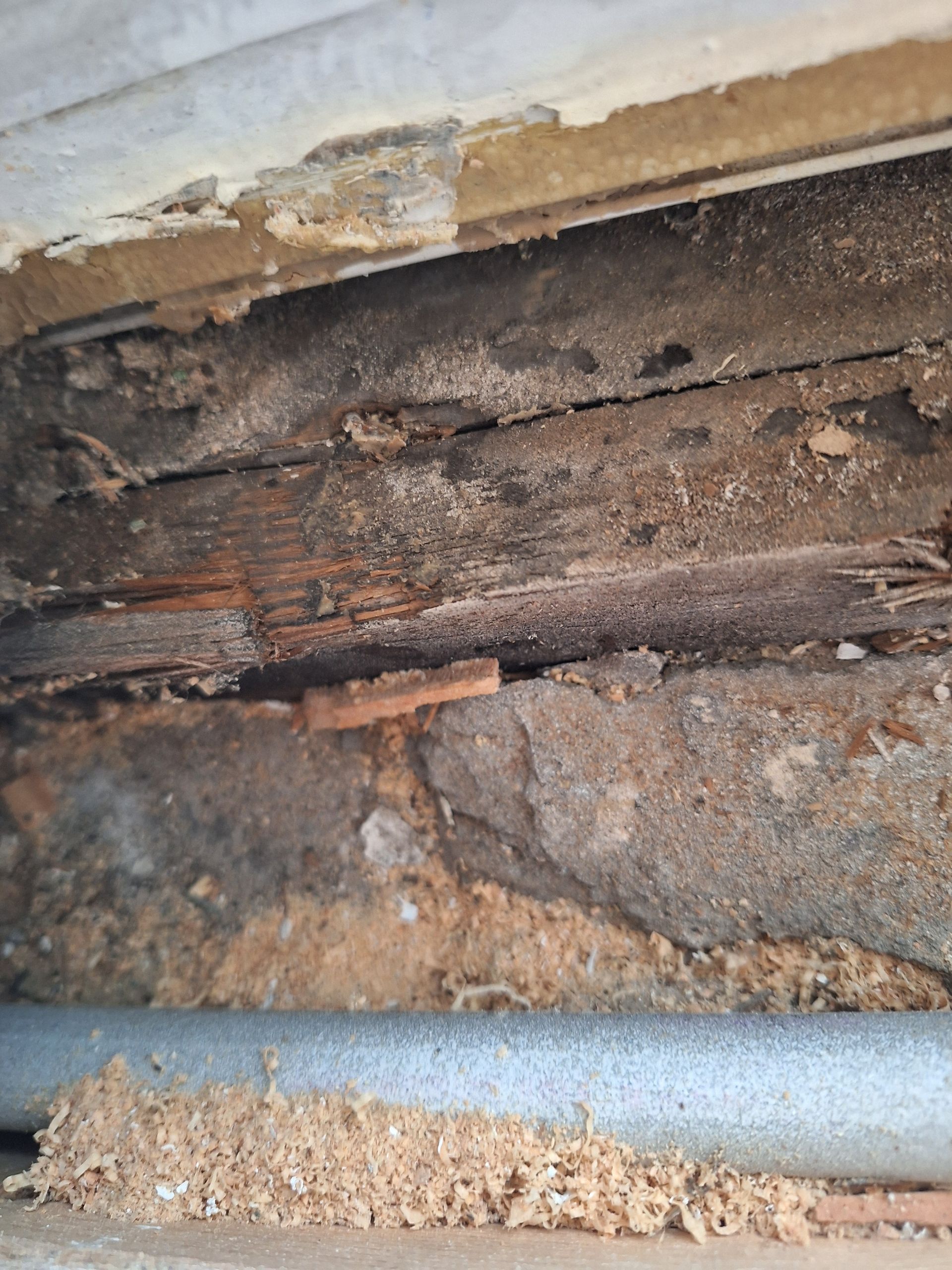 Decayed wood and brick fragment against concrete, with termite activity visible at the base of the structure.
