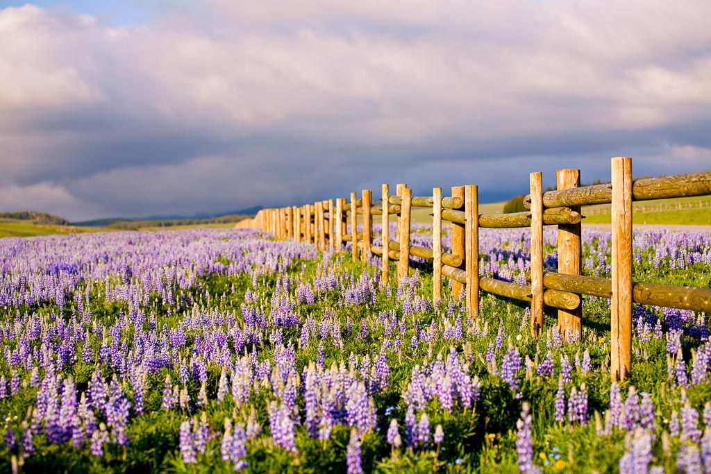Fence in Lupine