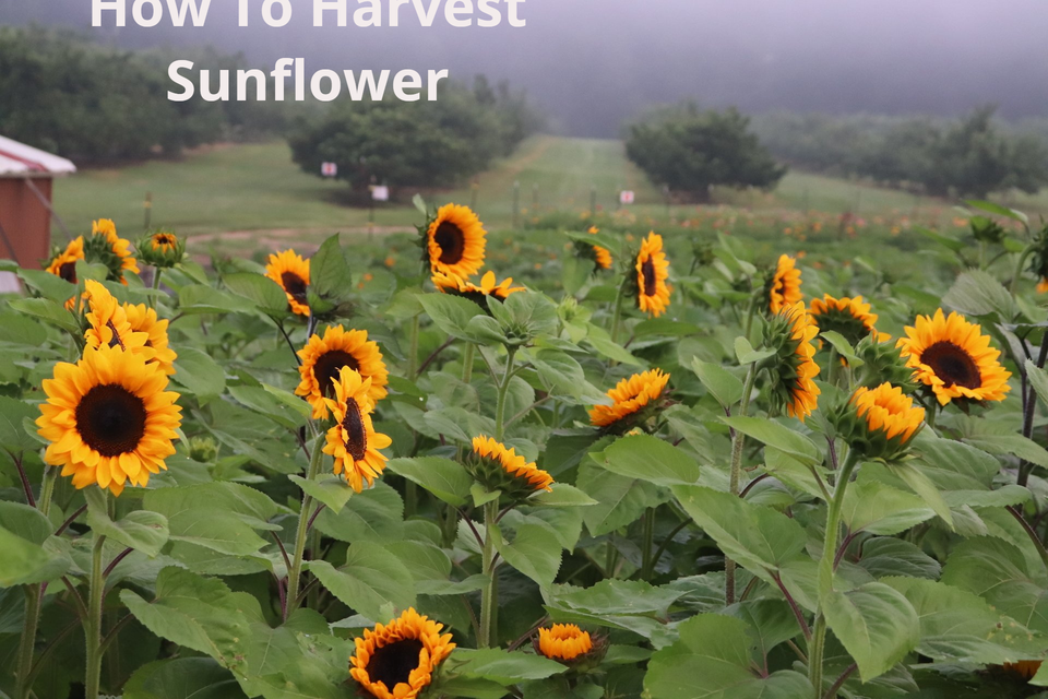How to Harvest Sunflowers