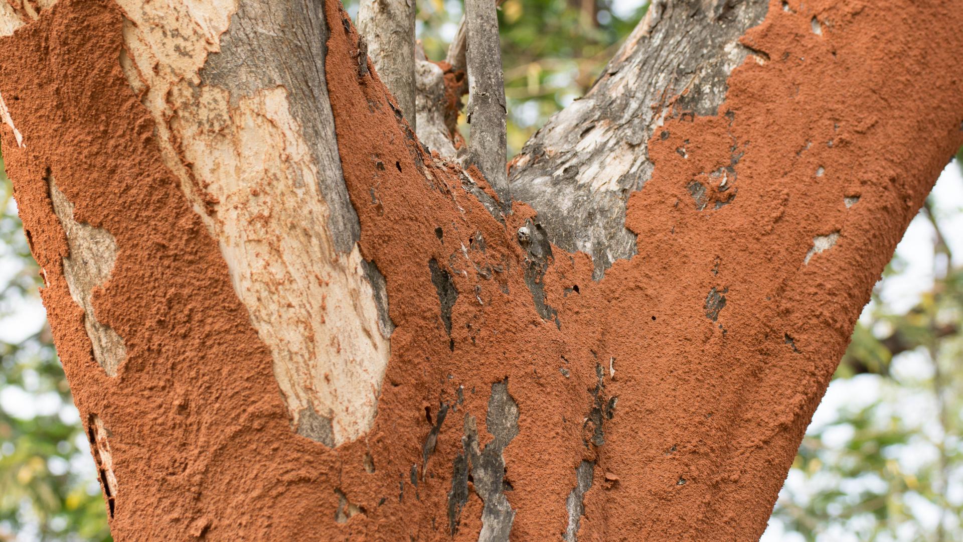 Close-up of a tree trunk with peeling reddish bark and a pale patch of exposed wood