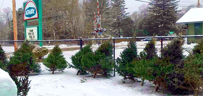 Fresh Cut Christmas Trees