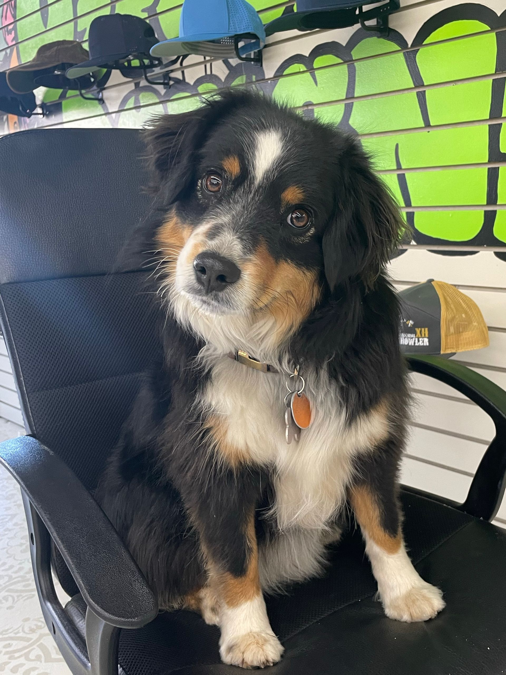 A small dog is sitting in a chair in front of a green wall.