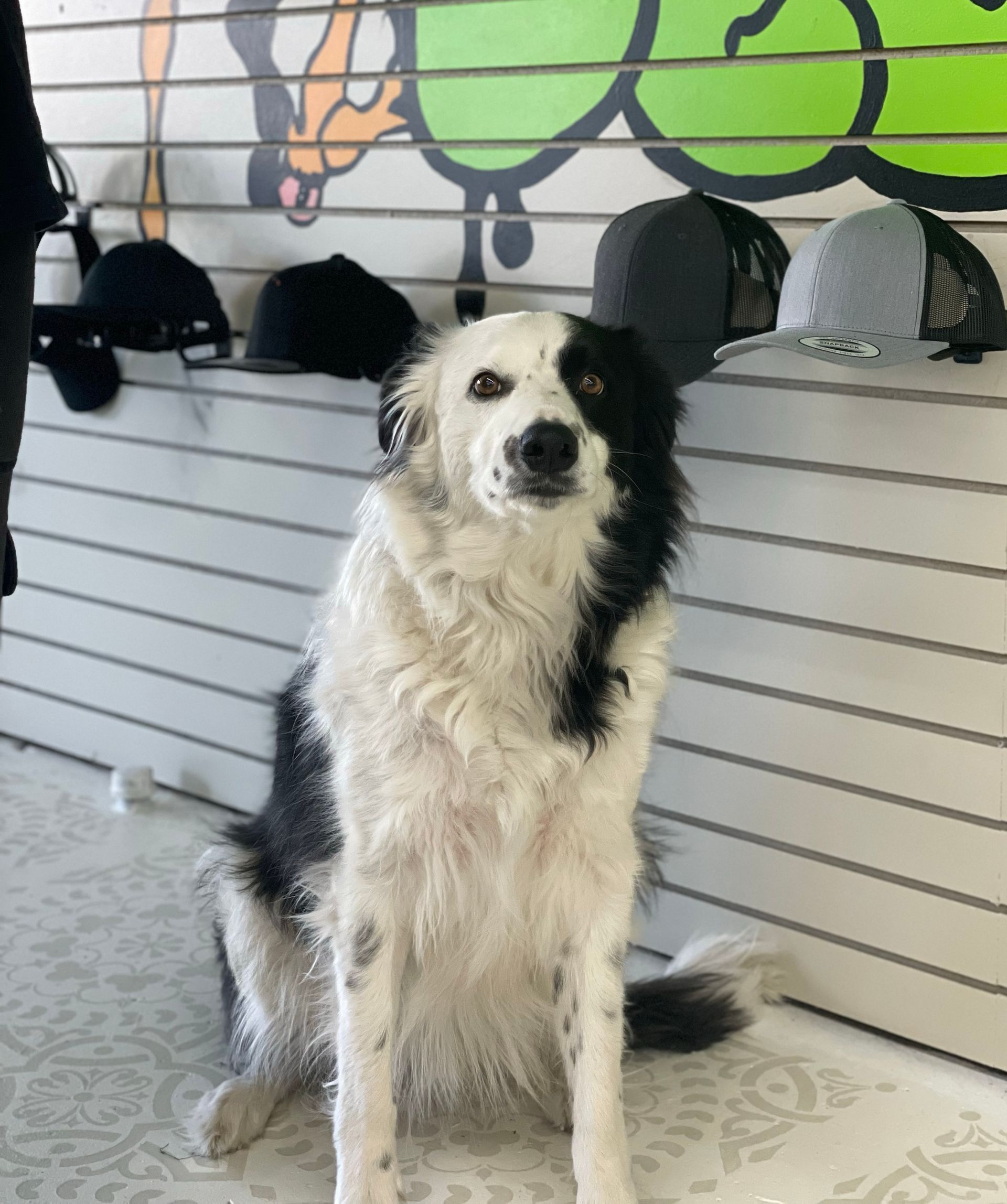 A black and white dog is sitting in front of a wall with graffiti on it