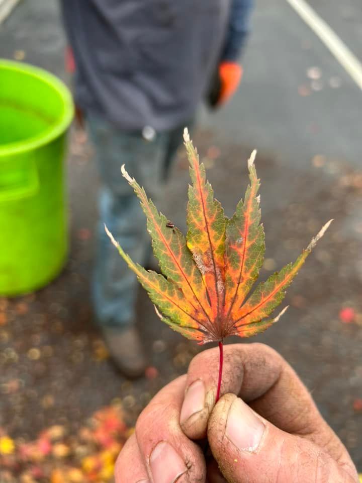 A person is holding a maple leaf in their hand