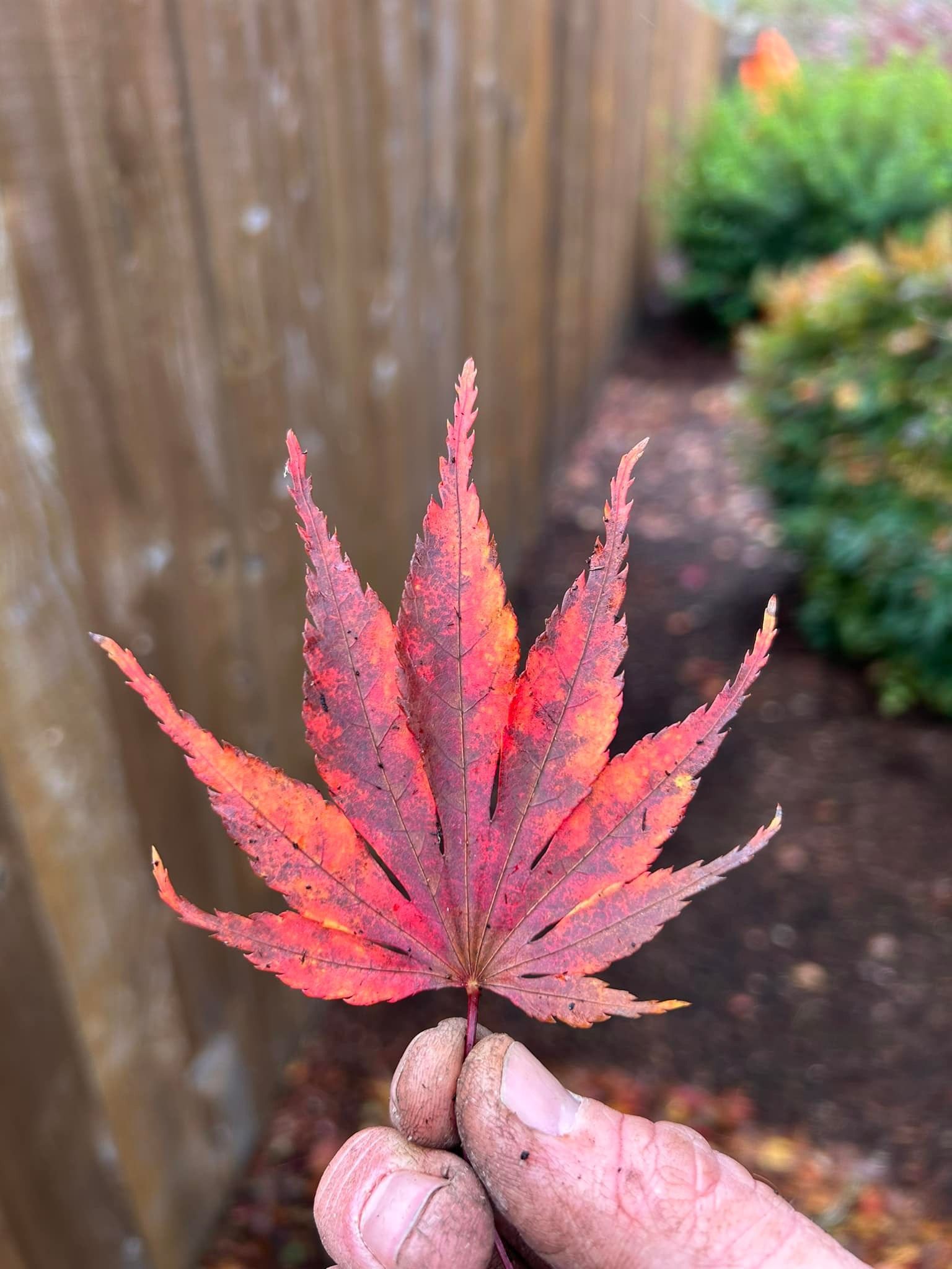 A person is holding a red maple leaf in their hand.