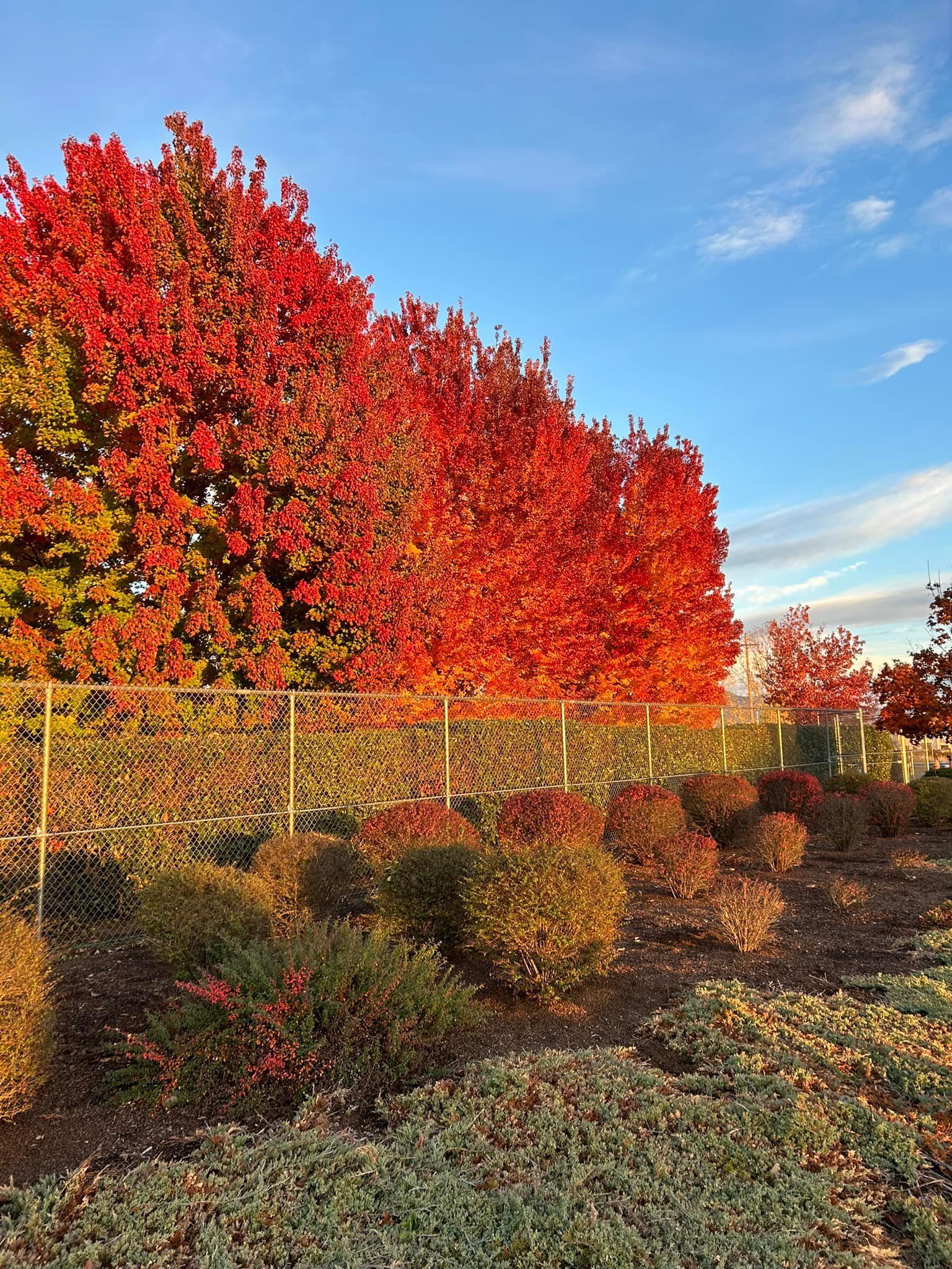 A row of trees with red leaves in a garden.