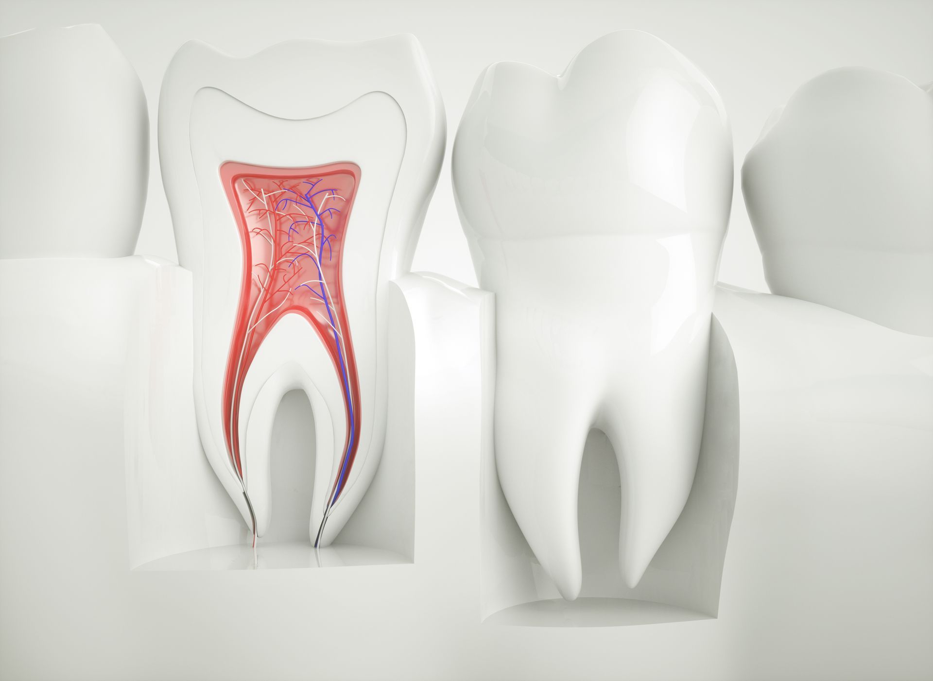 Detailed anatomy of healthy teeth, showcasing root canal therapy and proper dental care essentials.