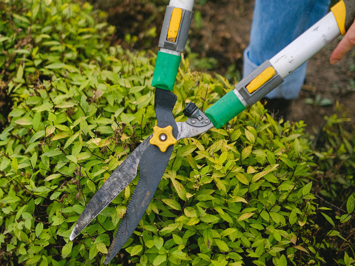 A person is cutting a bush with a pair of scissors. A person is cutting a bush with a pair of scissors.