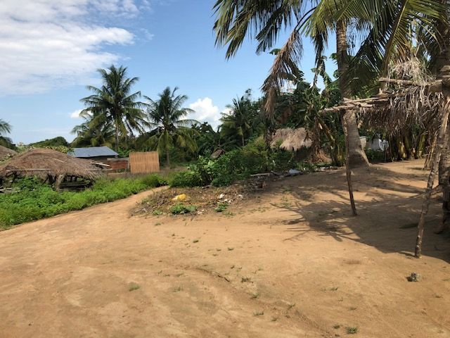 A dirt road surrounded by palm trees on a sunny day