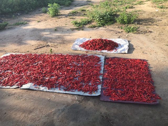 Two trays of red peppers are sitting on the ground.