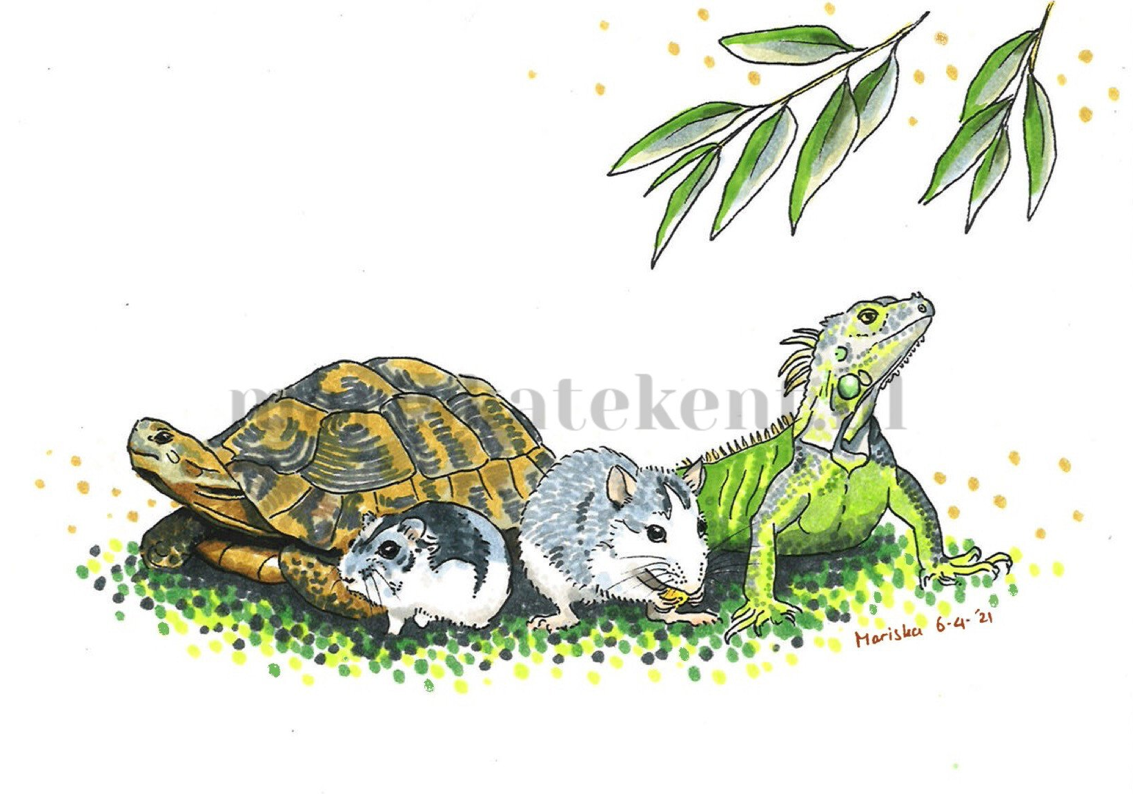 Mariska tekent tekening leguaan schildpad hamster rat