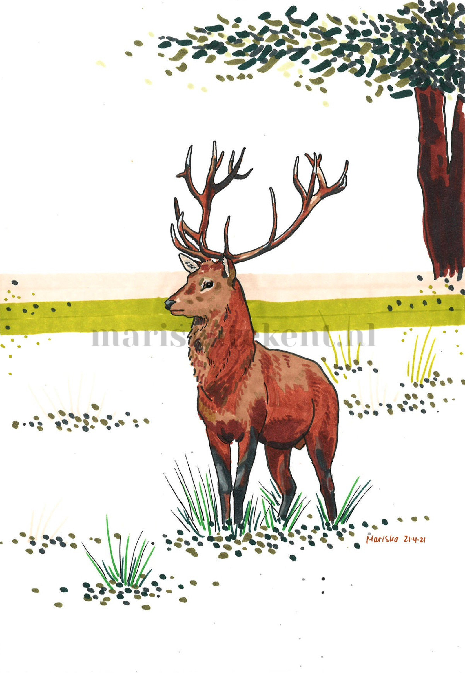 Mariska tekent tekening edelhert
