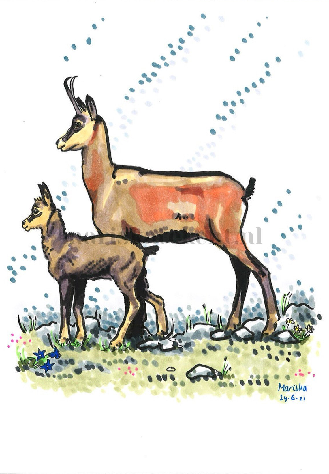 Mariska tekent tekening gemzen