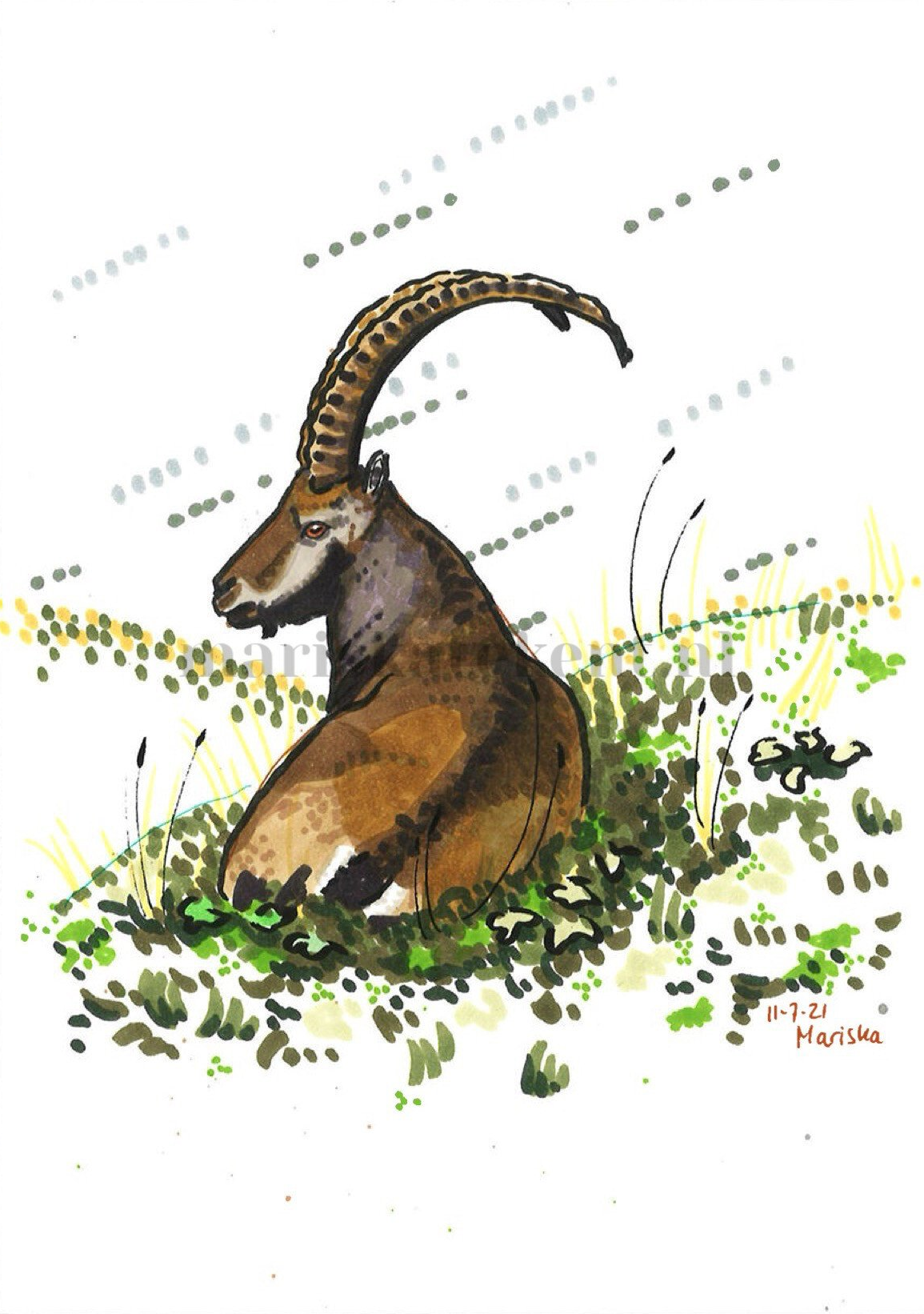 Mariska tekent tekening steenbok