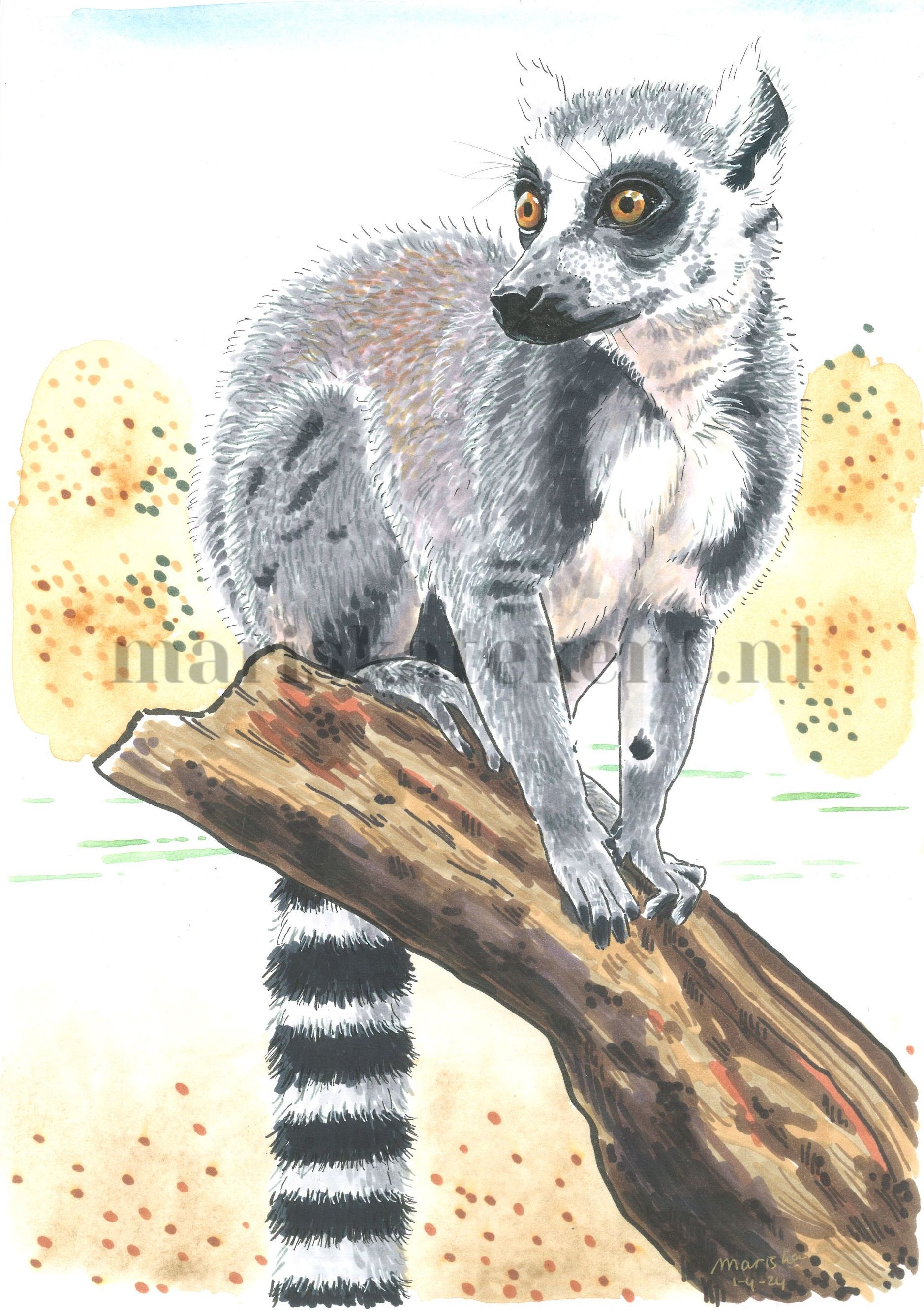 Mariska tekent ringstaartmaki