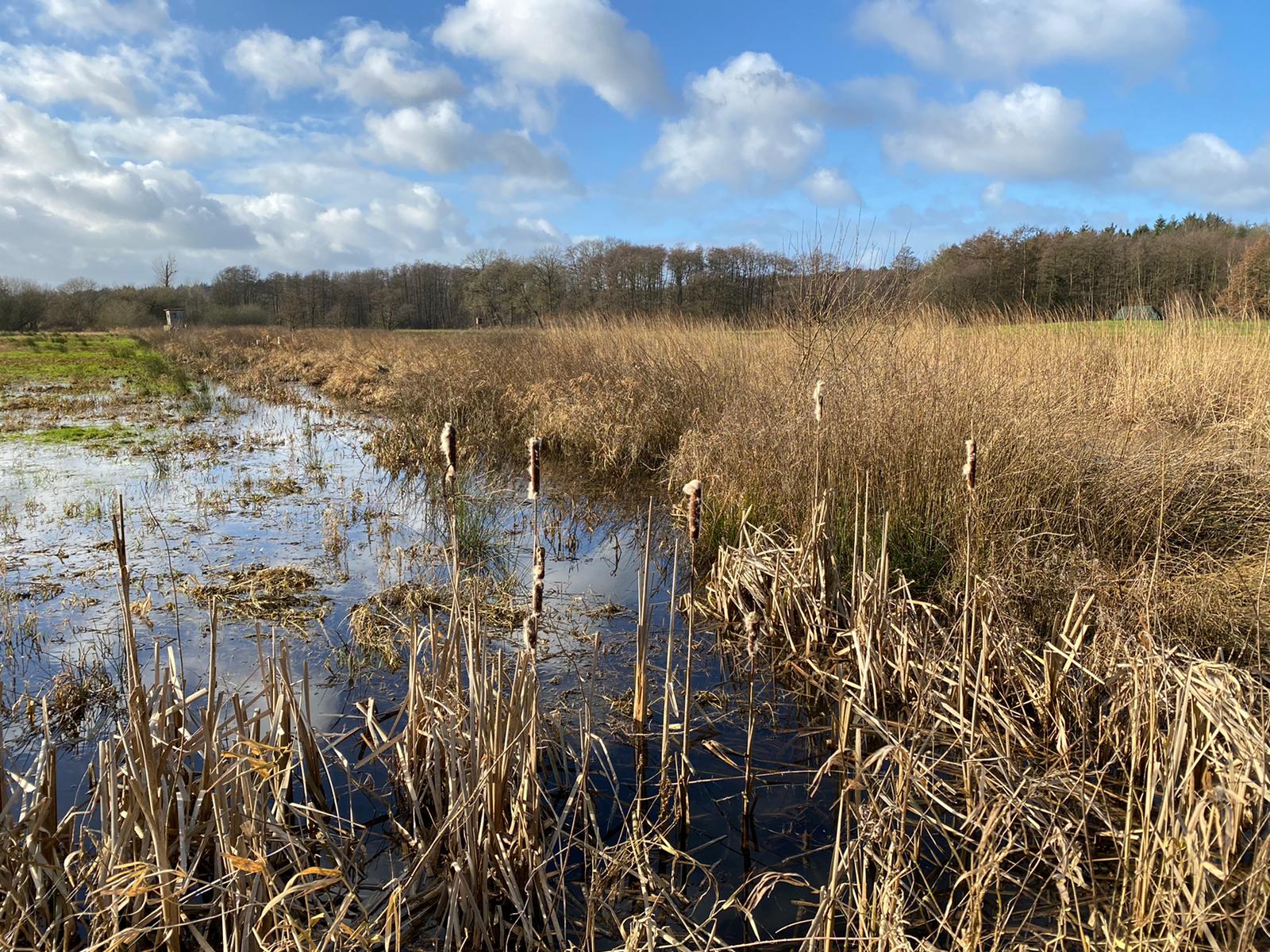 Überschwemmte Schilfgebiete in den Auewiesen
