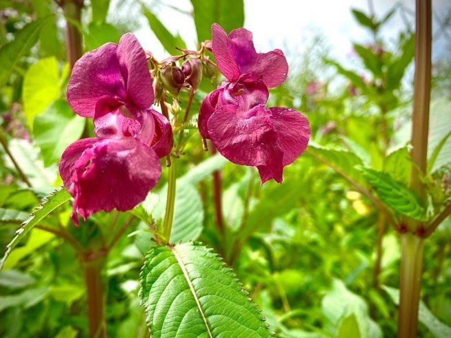 Himmlische Naturschönheit in Bliedersdorf. Man muss nur genau hinsehen!