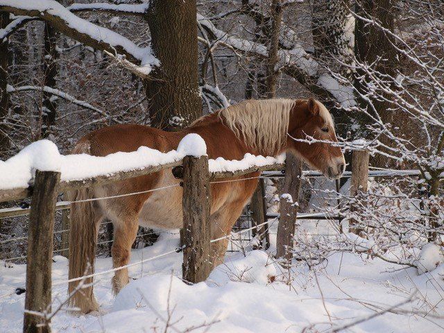 Da braucht man ein dickes Fell in Bliedersdorf