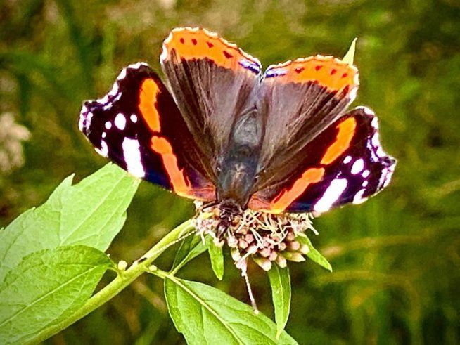 Falter im Auetal - die Schönheit spricht für sich (3 v. 3)