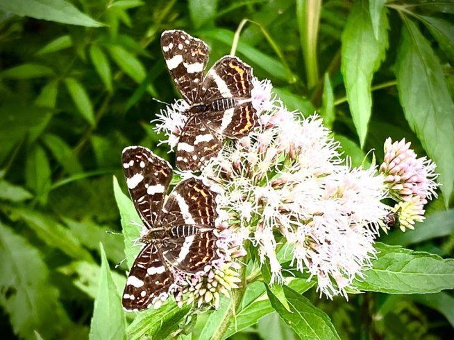 Falter im Auetal - die Schönheit spricht für sich (2 v. 3)