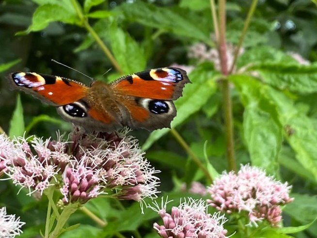 Falter im Auetal - die Schönheit spricht für sich (1 v. 3)