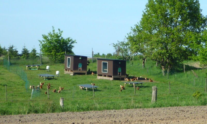 Glückliche und freilaufende Hühner in Bliedersdorf
