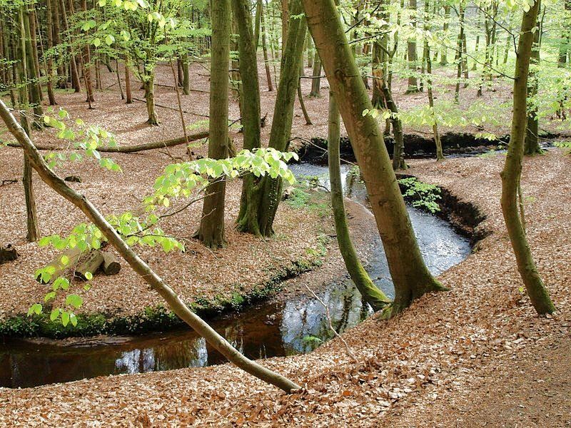 Frühling im Steinbecktal bei Bliedersdorf