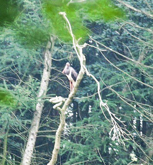 Seltener Schwarzstorch am Rande des Auetals bei Bliedersdorf