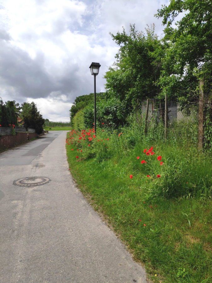 Mohn am Mittelweg in Bliedersdorf