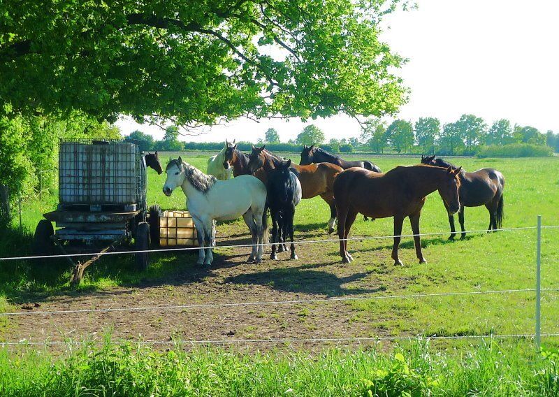 Pferdekoppel in Bliedersdorf