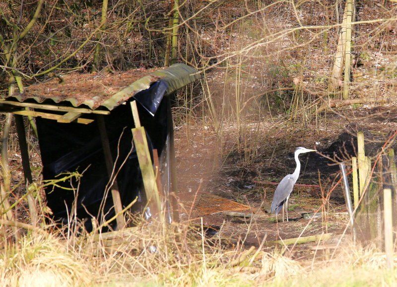 Ein Reiher auf der Lauer am Auetal in Bliedersdorf
