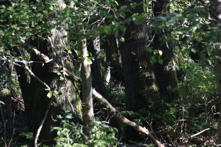 Ganz versteckt ein Reiher im Ansitz