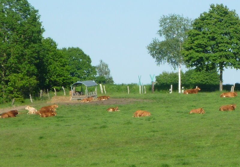 Hier hat man beim Wiederkäuen seine Ruhe in Bliedersdorf!