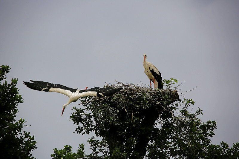 Bliedersdorfer Jungstörche leider verhungert,  vermutlich  zu wenig Nahrung wg. des Wetters